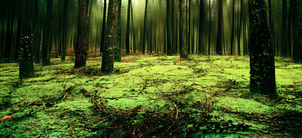 A forest floor of bright moss and fallen branches, tall trunks receding into green light.